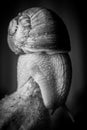 Top of the hill - snail in black and white on vegetable