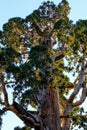 Sequia tree top in the Sequia National Park, California Royalty Free Stock Photo