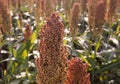 Sorghum plant