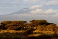 Top of kilimanjaro mountain in the sunrise Royalty Free Stock Photo