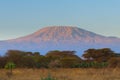 Top of kilimanjaro mountain in the sunrise