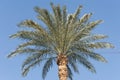 Top of a large date palm tree Royalty Free Stock Photo