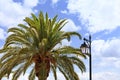 The top of a large and dense palm tree and a street lamp against a blue cloudy sky Royalty Free Stock Photo