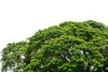 Top of large Eastindian walnut, Raintree or Samanea saman green tree isolated on white background, copy space, clipping path