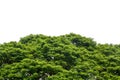 Top of large Eastindian walnut, Raintree or Samanea saman green tree isolated on white background, copy space, clipping path