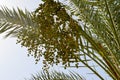 The top of a large tropical exotic high date palm with large green leaves and growing dangling fruits green immature against Royalty Free Stock Photo