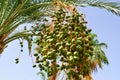 The top of a large tropical exotic high date palm with large green leaves and growing dangling fruits green immature against Royalty Free Stock Photo