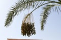 The top of a large tropical exotic high date palm with large green leaves and growing dangling fruits green immature against Royalty Free Stock Photo