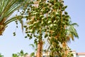 The top of a large tropical exotic high date palm with large green leaves and growing dangling fruits green immature against Royalty Free Stock Photo