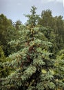 The top of a Latvian silver spruce with many young green cones Royalty Free Stock Photo