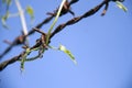 Top leaf of ivy gourd creeper with rust barbed wire compatible perfectly on background blue sky. Royalty Free Stock Photo