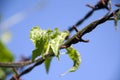 Top leaf of ivy gourd creeper with rust barbed wire compatible perfectly on background blue sky. Royalty Free Stock Photo