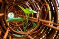 Leaf of morning glory insert in roll of rusty steel wire mesh Royalty Free Stock Photo