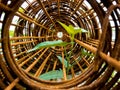 Leaf of morning glory insert in roll of rusty steel wire mesh Royalty Free Stock Photo