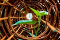 Leaf of morning glory insert in roll of rusty steel wire mesh Royalty Free Stock Photo