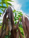 The top leaves of the mango tree are still dark red