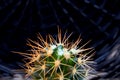 Top of living succulent green cactus with fluffy orange needles Royalty Free Stock Photo