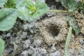 Formicary anthill surrounded by sandworm faeces. Royalty Free Stock Photo