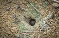 Formicary anthill surrounded by sandworm faeces. Royalty Free Stock Photo