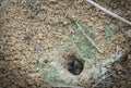 Formicary anthill surrounded by sandworm faeces. Royalty Free Stock Photo