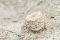 Formicary anthill surrounded by sandworm faeces. Royalty Free Stock Photo