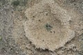 Formicary anthill surrounded by sandworm faeces. Royalty Free Stock Photo