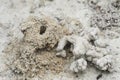 Formicary anthill surrounded by sandworm faeces. Royalty Free Stock Photo