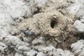 Formicary anthill surrounded by sandworm faeces. Royalty Free Stock Photo