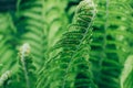 Top macro view of beautiful fresh green fern leaf background Royalty Free Stock Photo