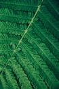 Top macro view of beautiful fresh green fern leaf background Royalty Free Stock Photo