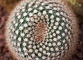 Mammillaria cactus macro