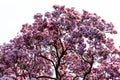 Top of a Magnificent magnolia tree blooming in spring.