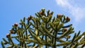 Top of a Monkey Puzzle tree with cones.