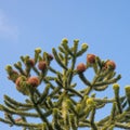 Top of a Monkey Puzzle tree Royalty Free Stock Photo