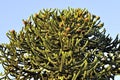 Top of Monkey Puzzle Tree at Sunset Royalty Free Stock Photo