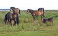 A group of Exmoor Ponies, Somerset UK 