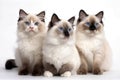 The Cat Fanciers\' Association (CFA) has ranked the 100 most popular cat breeds.