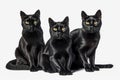 The Cat Fanciers\' Association (CFA) has ranked the 100 most popular cat breeds.