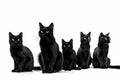 The Cat Fanciers\' Association (CFA) has ranked the 100 most popular cat breeds.