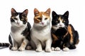 The Cat Fanciers\' Association (CFA) has ranked the 100 most popular cat breeds.