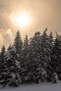 Sunny snowfall on a winter landscape with snow covered firs.