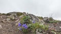 On the top of the mountain, among the stones, bright bluebells bloom