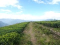 Top of the mountain tea garden of sri lanka ramboda skyline with road