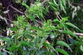 The top of the nettle Royalty Free Stock Photo