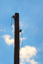 The top of old wooden pole with broken electric wires. Close-up view of old abandoned wooden pole for fixing electrical wires Royalty Free Stock Photo