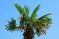 The top of a large palm tree with green branches and leaves against the sky Royalty Free Stock Photo