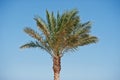 The top of one palm tree background blue sky Royalty Free Stock Photo