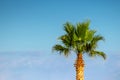 Top palm tree against blue sky Royalty Free Stock Photo