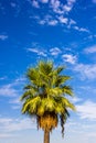 The top of the palm tree against the blue sky on a clear day Royalty Free Stock Photo