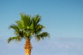 Top palm tree against blue sky Royalty Free Stock Photo